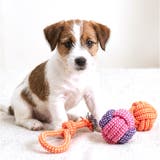 犬 おもちゃ 10個セット | BACKYARD FAMILY | 詳細画像8 