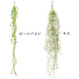 光触媒 インテリアグリーン | BACKYARD FAMILY | 詳細画像6 