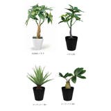 光触媒 インテリアグリーン KUポット | BACKYARD FAMILY | 詳細画像11 