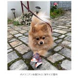 ドッグシューズ 18c001 | BACKYARD FAMILY | 詳細画像3