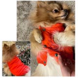 犬用防寒ベスト s1603 | BACKYARD FAMILY | 詳細画像9