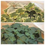 エクリア 消臭アーティフィシャルグリーン | BACKYARD FAMILY | 詳細画像12 