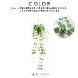 光触媒 インテリアグリーン ハンギング | BACKYARD FAMILY | 詳細画像9 