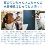 フードボール ハンガーボール kpetbowl01 | BACKYARD FAMILY | 詳細画像3