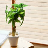 光触媒 インテリアグリーン KUポット | BACKYARD FAMILY | 詳細画像4 