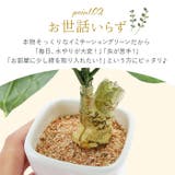 光触媒 インテリアグリーン KUポット | BACKYARD FAMILY | 詳細画像6 