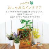 光触媒 インテリアグリーン KUポット | BACKYARD FAMILY | 詳細画像7 