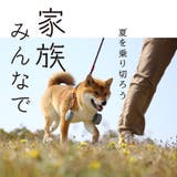 ドッグウェア 夏 l | BACKYARD FAMILY | 詳細画像2
