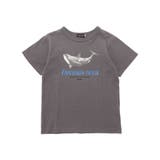 シャチ イルカ 図鑑風半袖Tシャツ | BeBe | 詳細画像13