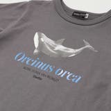 シャチ イルカ 図鑑風半袖Tシャツ | BeBe | 詳細画像16