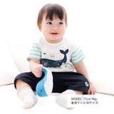 ボーダークジラTシャツ(70~90cm) | fillot de bébé réduction | 詳細画像3 