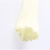 リブスパッツ | ブランシェス | 詳細画像4