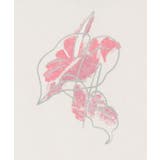 【マウナロア】アートアンスリウムＴ－ＳＨ | アミナコレクション  | 詳細画像2 