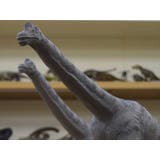 ブラキオサウルス フィギュア ソフトビニールフィギュア | cinemacollection | 詳細画像4