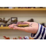 カンブリアモンスター フィギア ミニモデル | cinemacollection | 詳細画像5