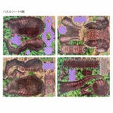 恐竜 パズル アクション立体パズル | cinemacollection | 詳細画像3