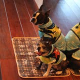 CB dogs Cafe Mat/Cafe Toricot | CRYSTAL BALL | 詳細画像4