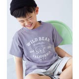 011-BEAR-Gバイオレット | 綿100% デビラボ BOXシルエット | devirock