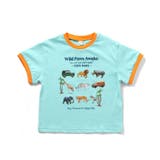 5柄アソート転写モチーフTシャツ 接触冷感 | F.O.Online Store | 詳細画像11 