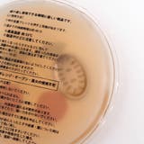 バラエティエコカイロ | F.O.Online Store | 詳細画像7