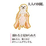 福助 靴下 ポメラニアン編 | 福助オンラインストア | 詳細画像7