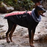 犬 服 大型犬 | Gain-Mart | 詳細画像4 