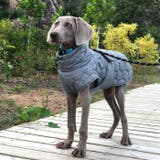 犬 服 ドッグウェア | Gain-Mart | 詳細画像2 