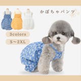 犬 犬服 かぼちゃパンツ | Gain-Mart | 詳細画像1 