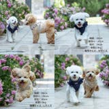 犬 ハーネス リード | Gain-Mart | 詳細画像9