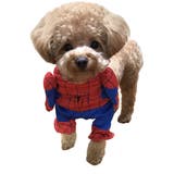 スパイダーマン | ペット コスチューム 犬 | DEAR COLOGNE