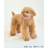 【DOG】マルチボーダーリブボレロ | ROPE' PICNIC | 詳細画像19