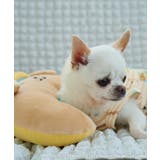 【サンリオキャラクターズ×ROPE PICNIC】【DOG】日焼けデザイン あご… | ROPE' PICNIC | 詳細画像27