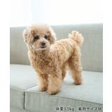 【サンリオキャラクターズ×ROPE PICNIC】【DOG】日焼けデザイン あご… | ROPE' PICNIC | 詳細画像44