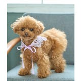 【DOG】レースつけ襟 | ROPE' PICNIC | 詳細画像4