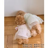 【DOG】キャミチュールドッキングワンピース | ROPE' PICNIC | 詳細画像6 