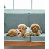 【DOG】マルチボーダーキャミソール | ROPE' PICNIC | 詳細画像11 