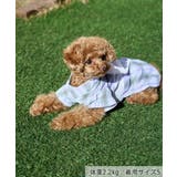 【DOG】チェック柄浴衣 | ROPE' PICNIC | 詳細画像7 
