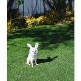 【DOG】イースターうさぎ犬 | ROPE' PICNIC | 詳細画像9