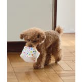 【DOG】birthday ギフトボックストイ | ROPE' PICNIC | 詳細画像2 