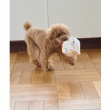 【DOG】birthday ギフトボックストイ | ROPE' PICNIC | 詳細画像4 