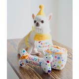 【DOG】birthday ギフトボックストイ | ROPE' PICNIC | 詳細画像6 