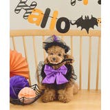 【DOG】ハロウィン魔女セット | ROPE' PICNIC | 詳細画像1 