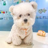 犬服 ペットグッズ ドッグウェア ボアアウター 長袖 柄刺繍 ドッグウェア | karei | 詳細画像18 