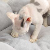 犬 猫 ペットマット | karei | 詳細画像10 