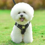 犬ウェアハーネス リードセット ネコ | karei | 詳細画像11 