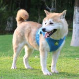 犬ウェアハーネス リードセット ネコ | karei | 詳細画像12 