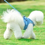 犬ウェアハーネス リードセット ネコ | karei | 詳細画像8 