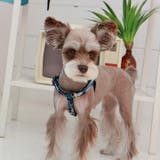 ハーネス 胴輪 PUPPIA | K-city | 詳細画像2