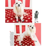 犬靴 靴 靴下 | K-city | 詳細画像4 