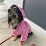 犬 レインコート カッパ | K-city | 詳細画像4